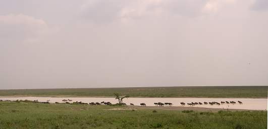 Wildebeasts Crossing Lake