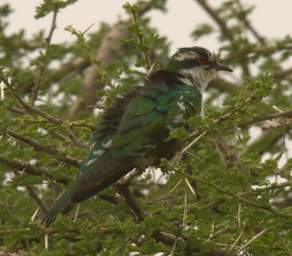 Diederik Cuckoo