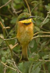 Little Bee Eater