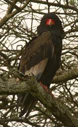 Bateleur Eagle