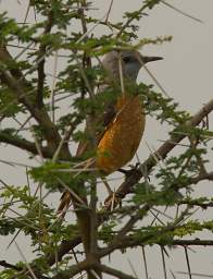 Common Rock Thrush