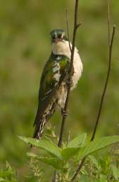 Diederik Cuckoo