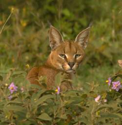 Caracal