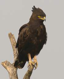 Long Crested Eagle