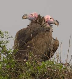 Lappet Faced Vulture