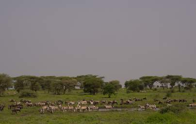 Zebras at Waterhole