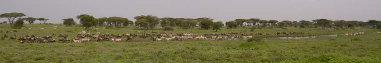 Zebras at Waterhole