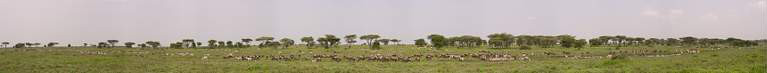 Zebras Waterhole