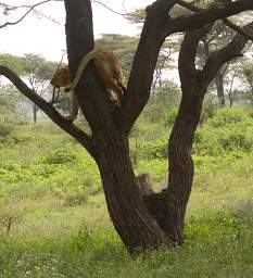 Lioness Tree