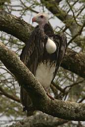 White Headed Vulture