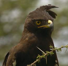 Long Crested Eagle