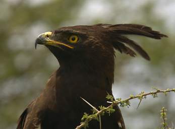 Long Crested Eagle