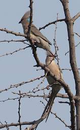  Blue Naped Mousebird