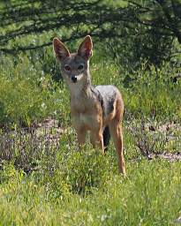  Black Backed Jackal
