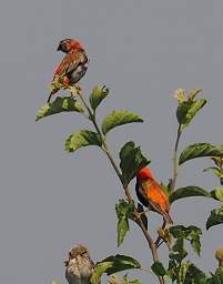  Southern Red Bishop