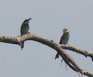  European Bee Eater