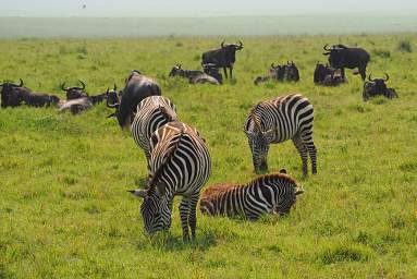  Zebras
