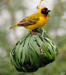 Vitelline Masked Weaver