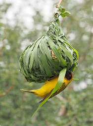 Vitelline Masked Weaver