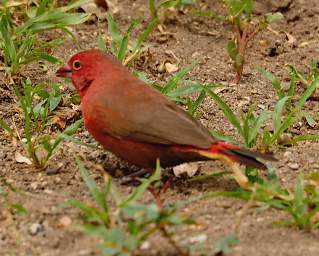 Red Billed Fire Finch