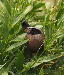 Black Faced Waxbill