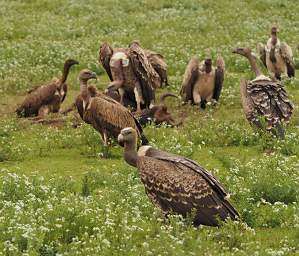 Vultures finishing off a Wildebeest Carcass