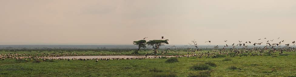 Birds at an isolated Pond 