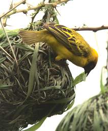 Vitelline Masked Weaver