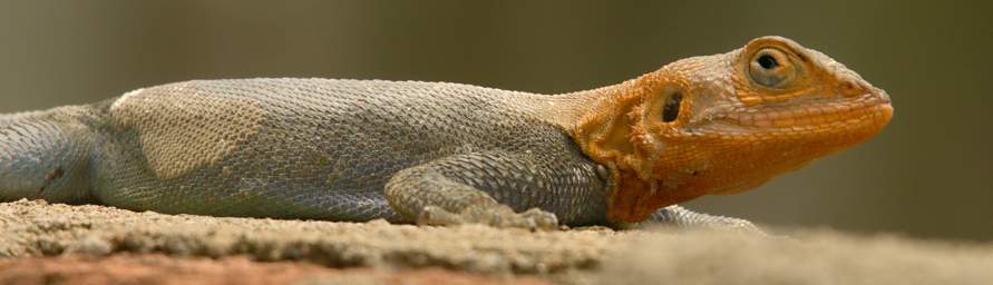 Red Headed Rock Agama