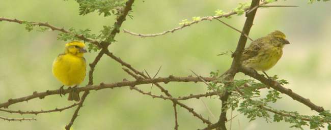 White Bellied Canary