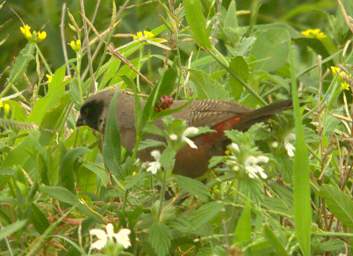 Black Faced Waxbill