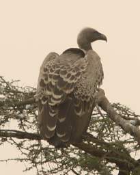 Rueppell's Griffon Vulture