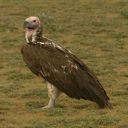 Lappet Faced Vulture