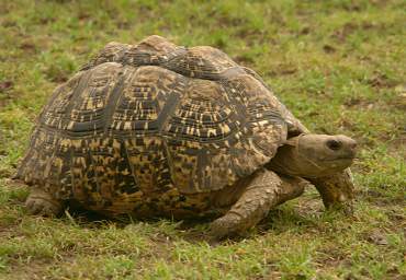 Leopard Tortise