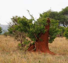 Tarangire NP Termite Mound