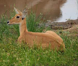 Reedbuck (Female)