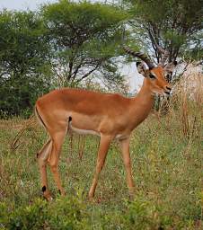 Tarangire NP Impala