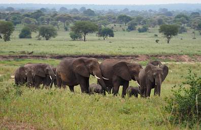 Tarangire NP Elephant Baby