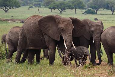 Tarangire NP Elephant Baby