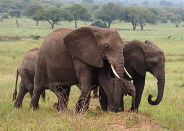 Tarangire NP Elephant Baby