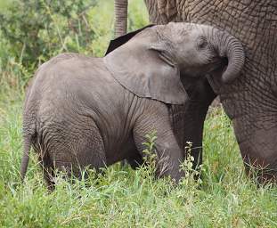 Tarangire NP Elephant Baby