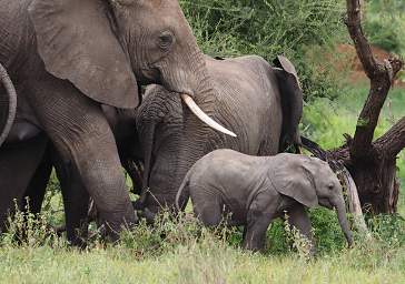 Tarangire NP Elephant Baby