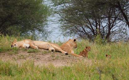 Tarangire NP Lioness Cubs