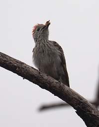 Tarangire NP Bird Cardinal Woodpecker