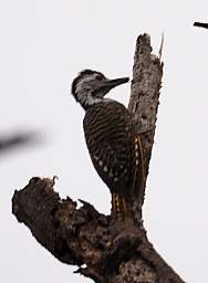 Tarangire NP Bird Cardinal Woodpecker