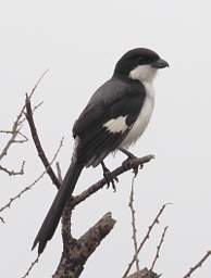 Tarangire NP Bird Long Tailed Fiscal Shrike