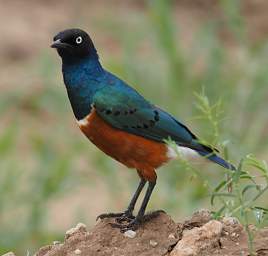 Tarangire NP Bird Superb Starling