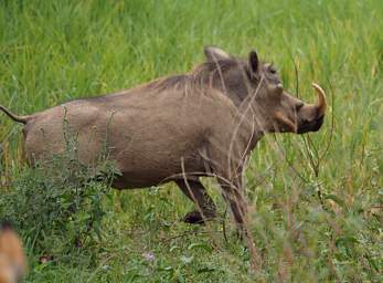 Tarangire NP Warthog