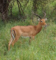 Impala