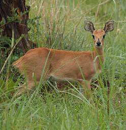 Steenbok (Female)